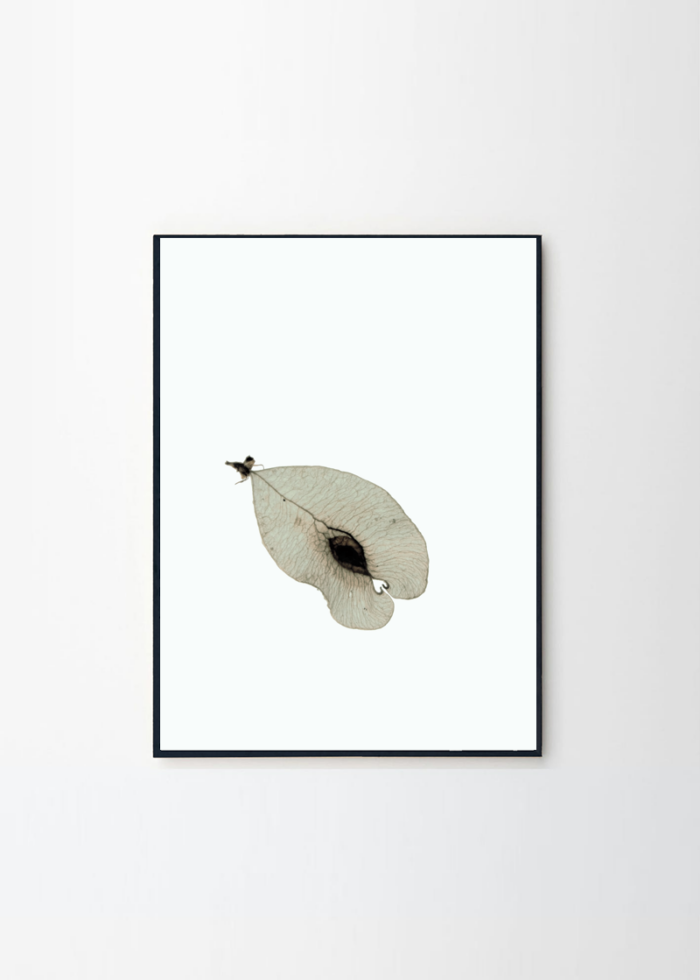 Artster fotokonst, Ett frö