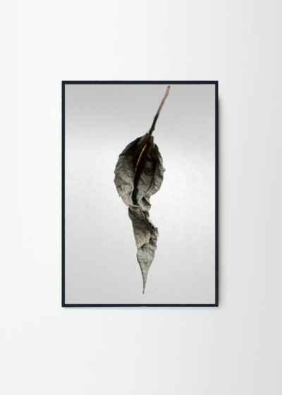 Artster fotokonst, Autumn leaf